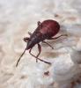 Oxycarenus lavaterae